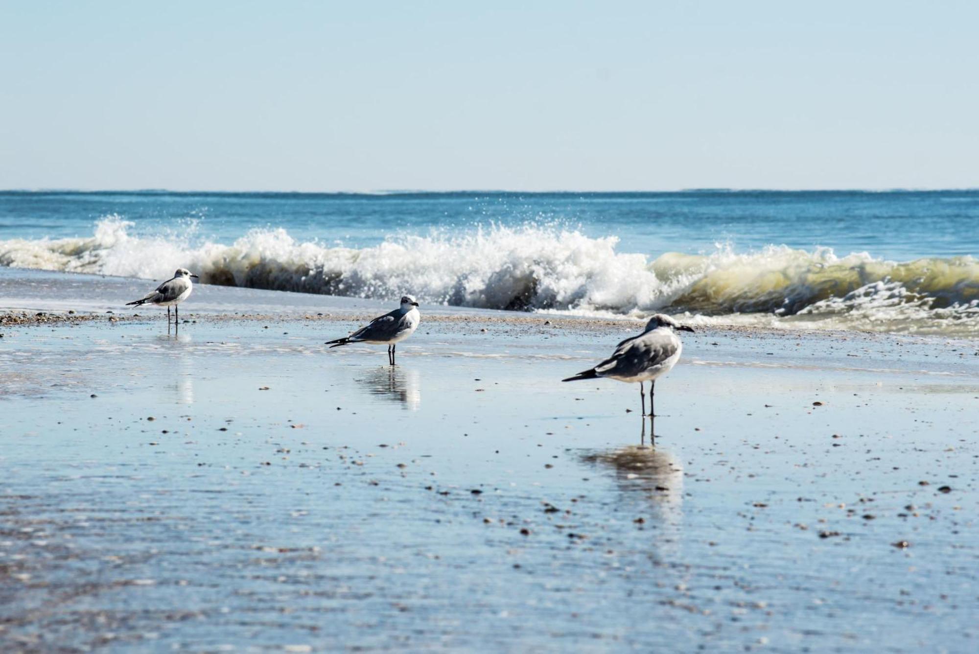 Beautiful Views And Just Steps To The Beach - #38 Sleeps 7 Gulf Shores Extérieur photo